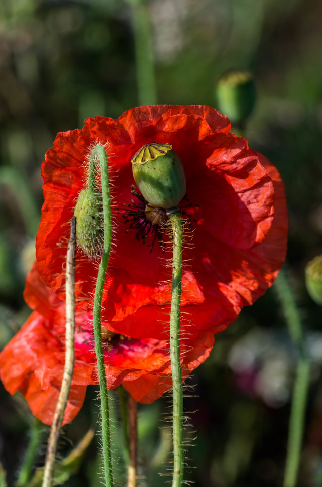 Przytulanki - mystic