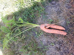 Pan Marchewka dobrze obdarzony 😎