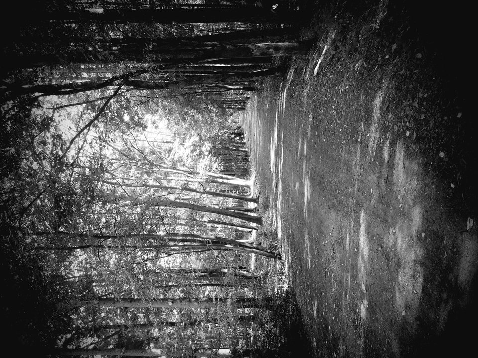 20180917_121842.jpg - dino8