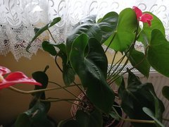 IMG_20180923_102313.jpg