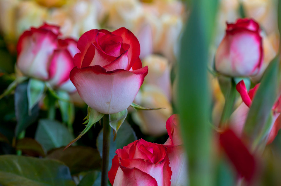 Czerwono na białym - mystic