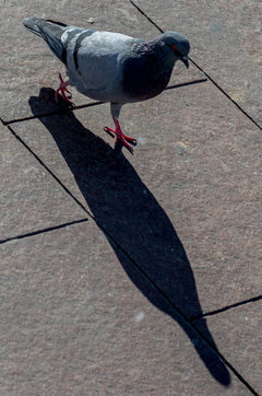 W pogoni za własnym cieniem