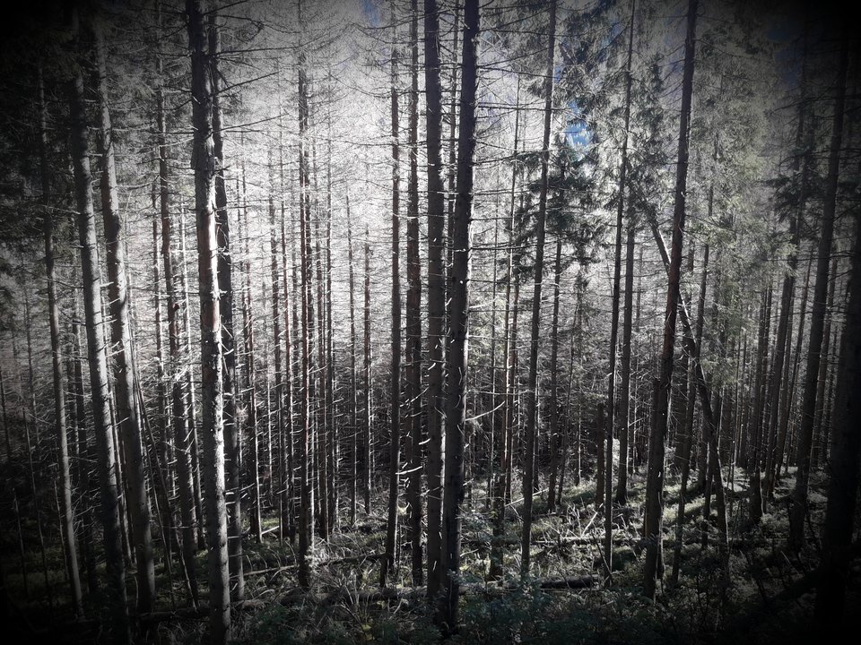 20180930_070218.jpg - dino8