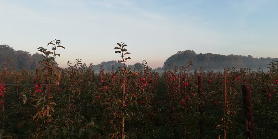 IMG_20181008_080311.jpg - adam1508