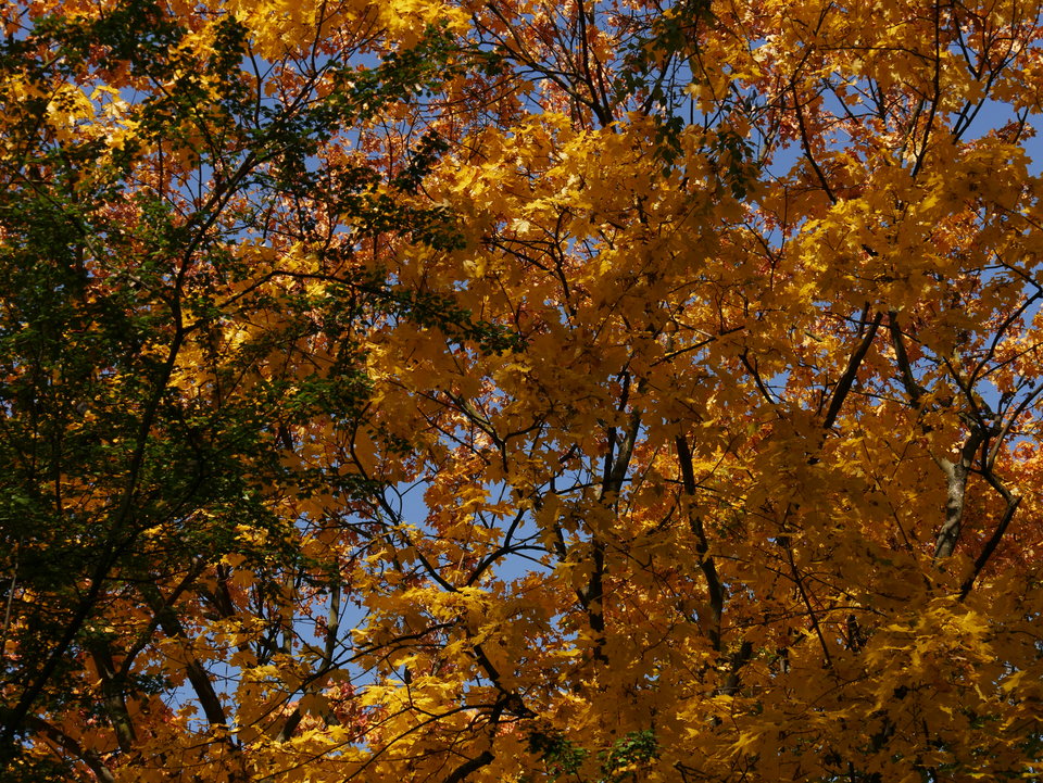 _1050714.JPG - FoKam431