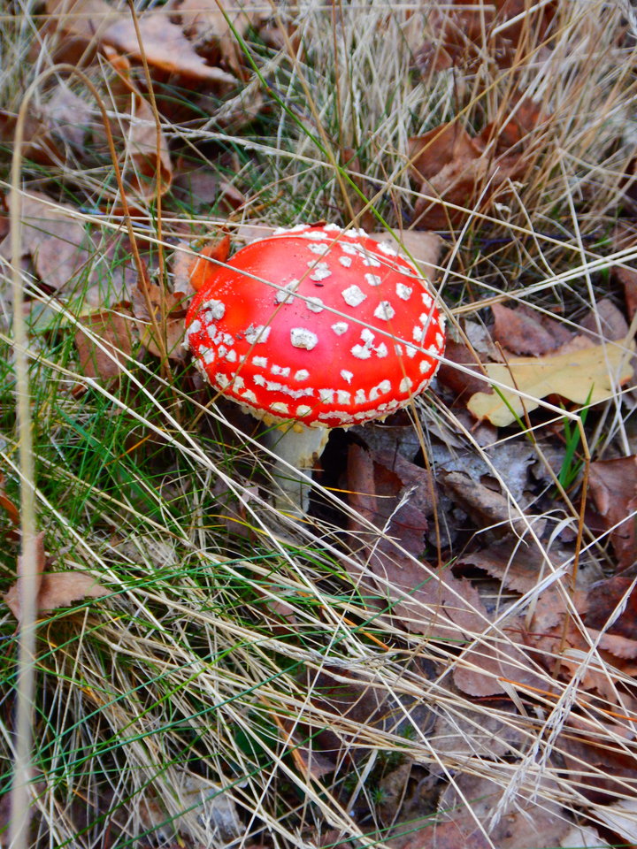 DSCN7646.JPG - Nice71