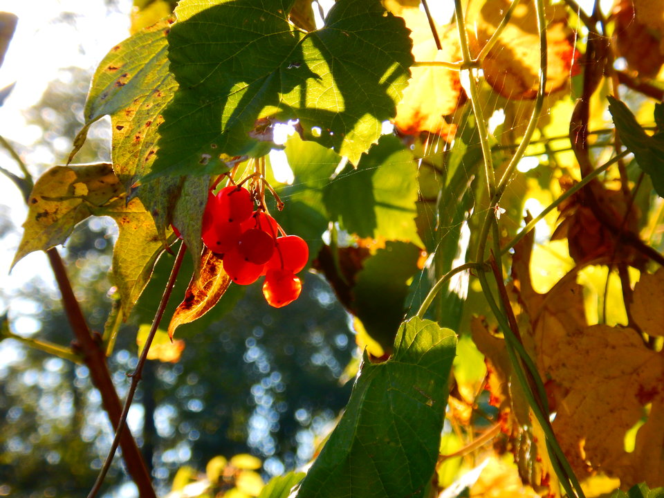 DSCN7627.JPG - Nice71