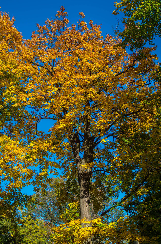 Jesienne pastele - mystic