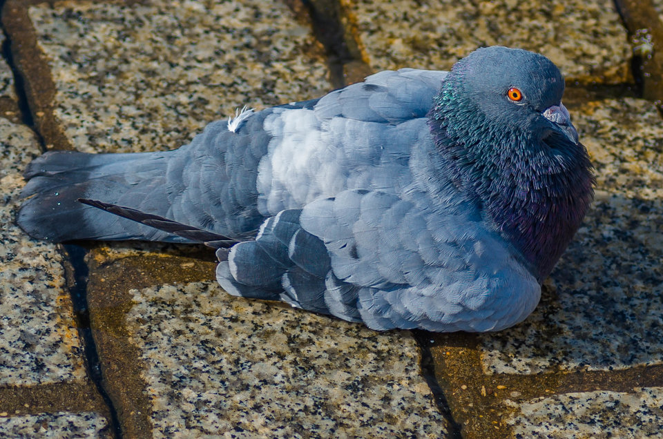 Bursztynowe oczko - mystic