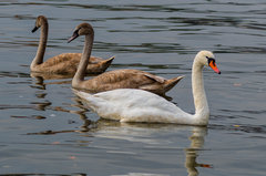 Łabądki ;)
