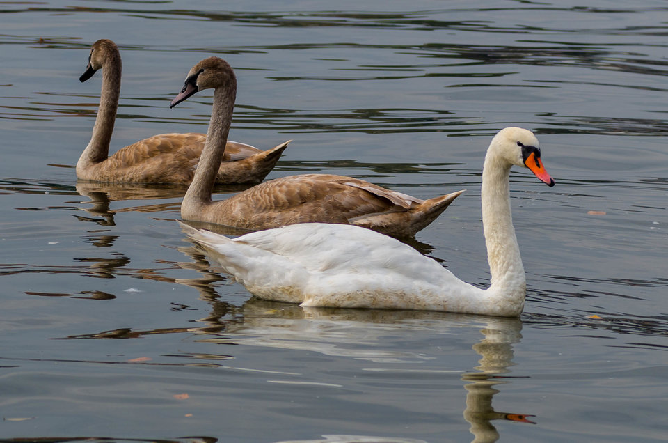 Łabądki ;) - mystic