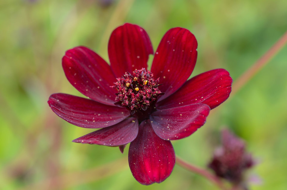 Macro jest OK - mystic