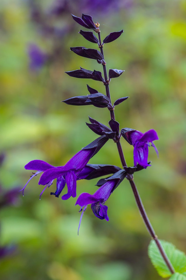 Ultrafiolet - mystic