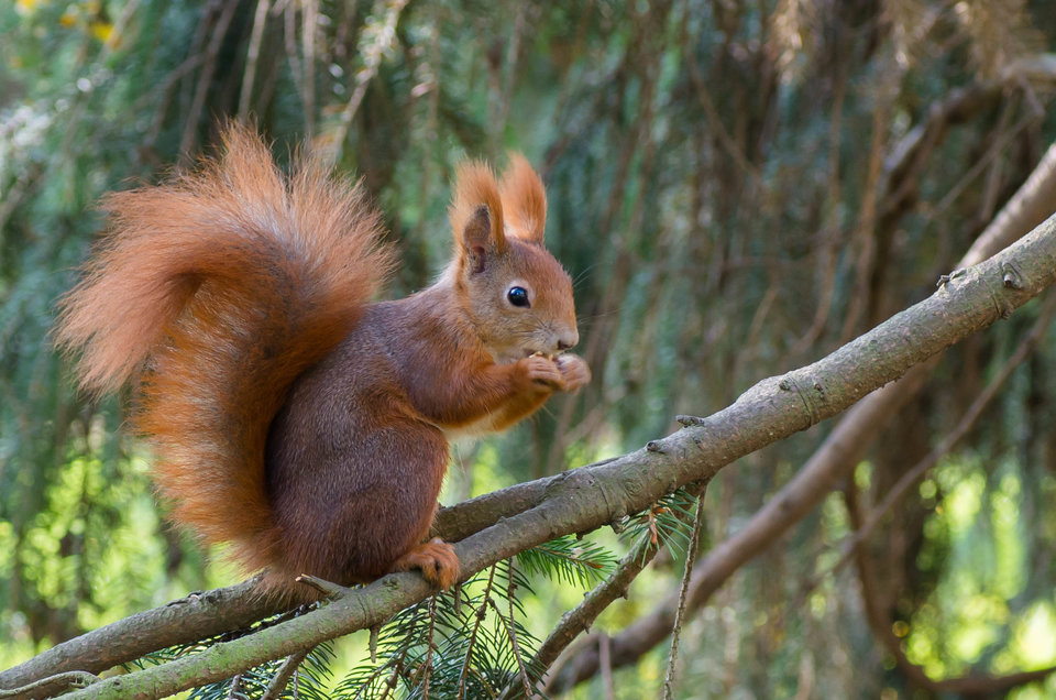 Przekąska na gałęzi - mystic