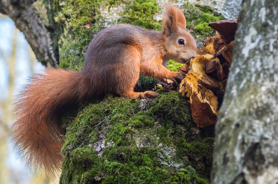 Na grzybach - mystic