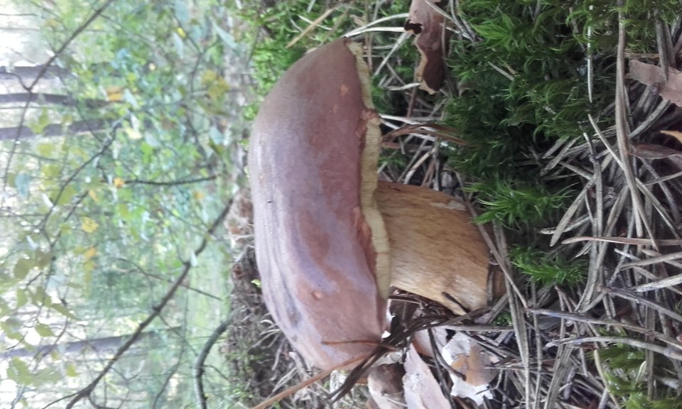 20180920_084523.jpg - Piotre6969