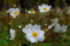 Bo kwiatuszki fajne są