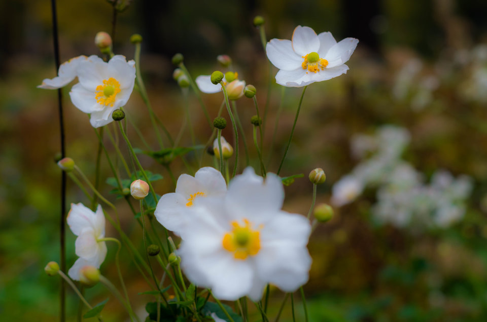 Bo kwiatuszki fajne są - mystic