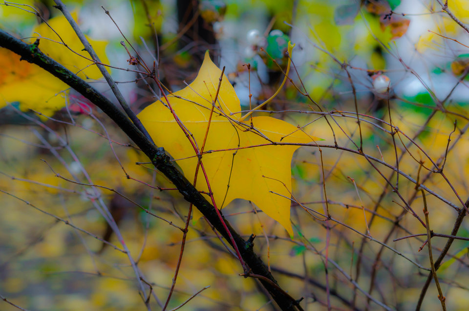Żółty jesienny liść... - mystic