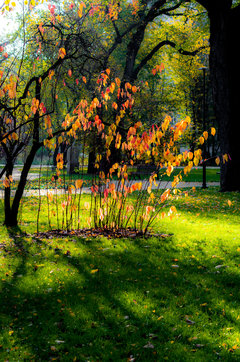 Złota jesień w słońcu