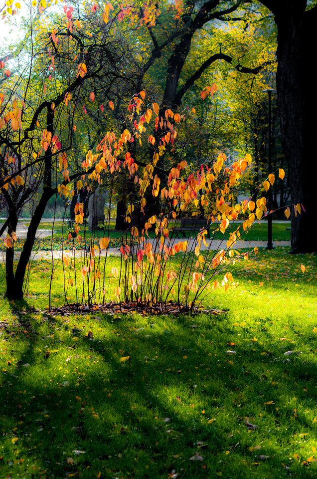 Złota jesień w słońcu - mystic