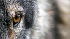 uid_caeb6395b8e83b9308f4a905804162231530046555744_width_907_play