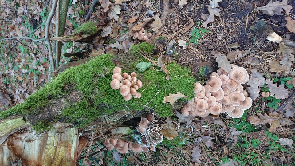 15411628908408506439810358638898.jpg - Pickk