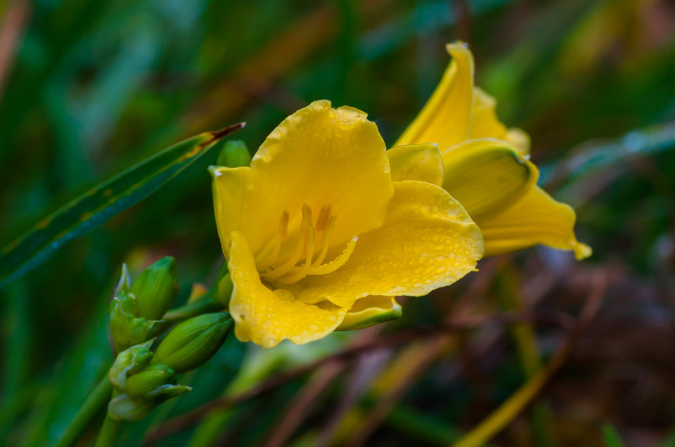 Żółtek po deszczu - mystic