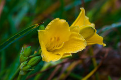 Żółtek po deszczu