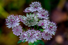 Bo ja lubię makro :)