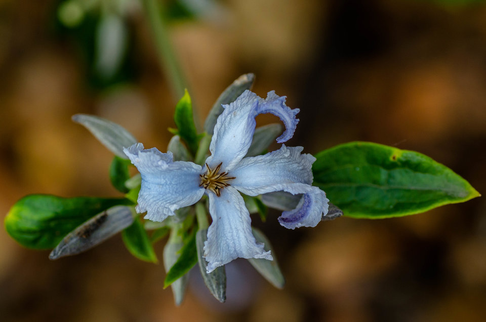 Postrzępiony - mystic