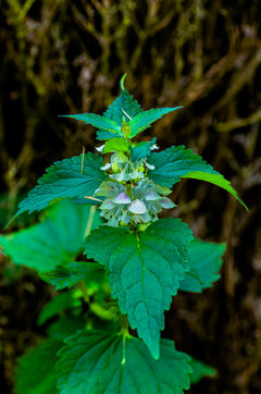 Pokrzywa też potrafi być urocza