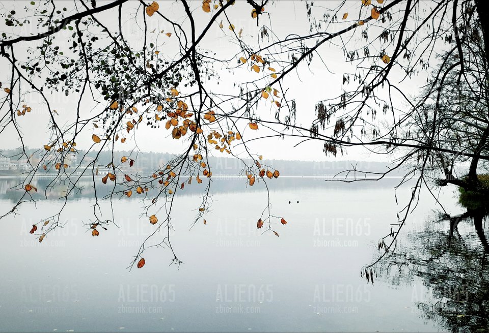 20181109_141920.jpg - Alien65