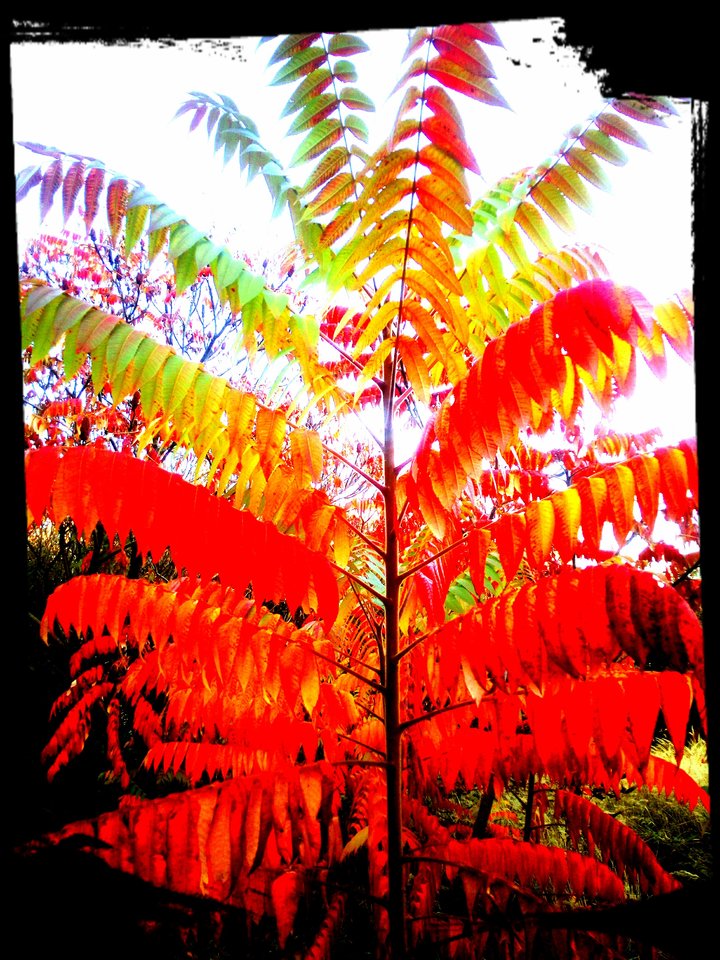 IMG_20181110_140339_923.jpg - BoscyMy