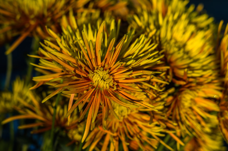 Chryzantemy złociste - mystic