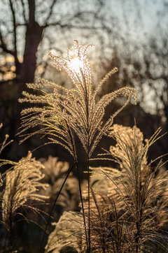 W jesiennym słońcu