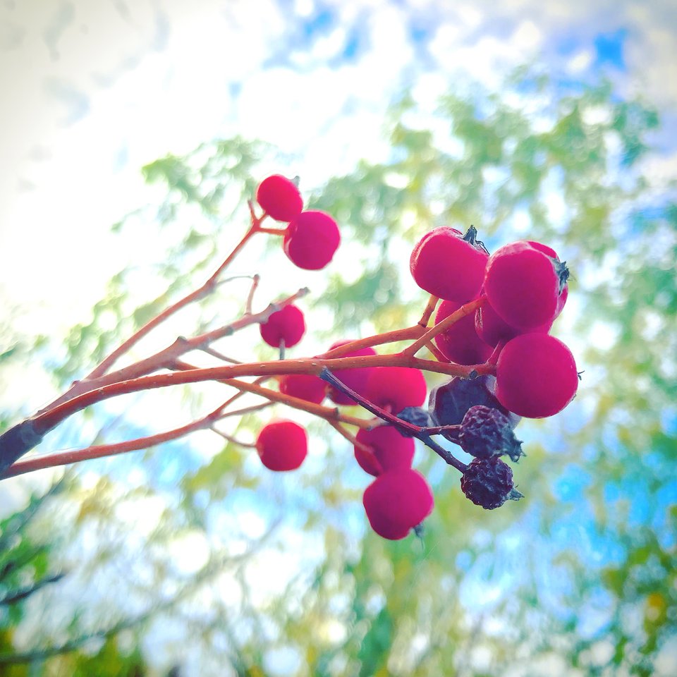 FF94C1C0-60A3-4ADA-A8AE-748DBA917654.jpeg - Mekagojiranogyakushu