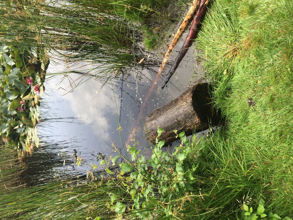 IMG_5616.JPG - SilentHillMOJE