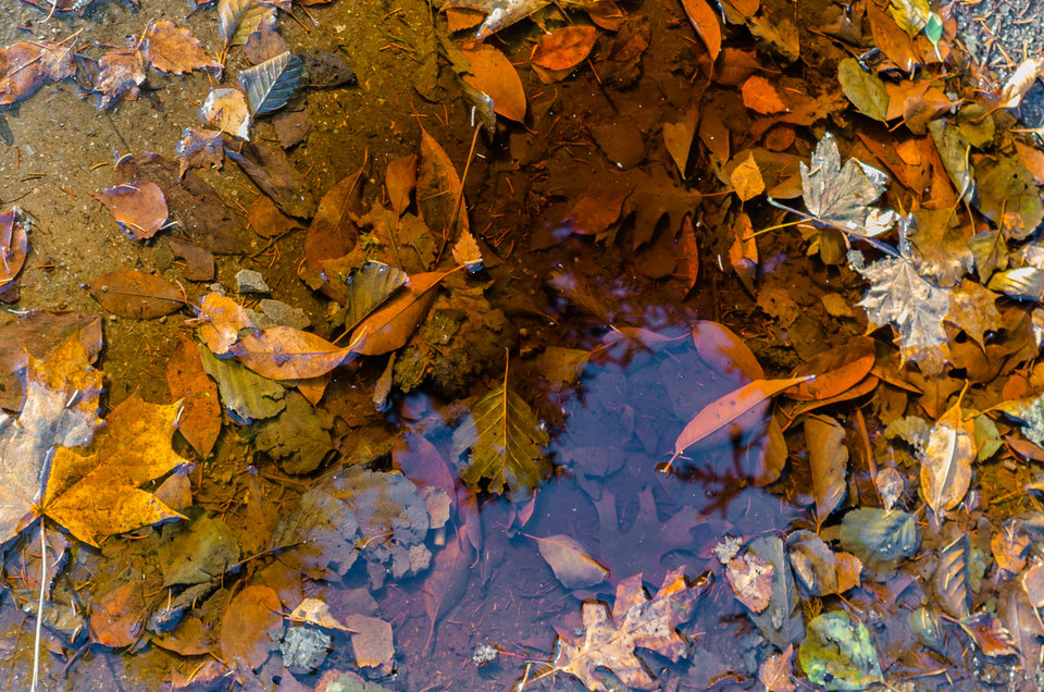 Mokry zielnik - mystic