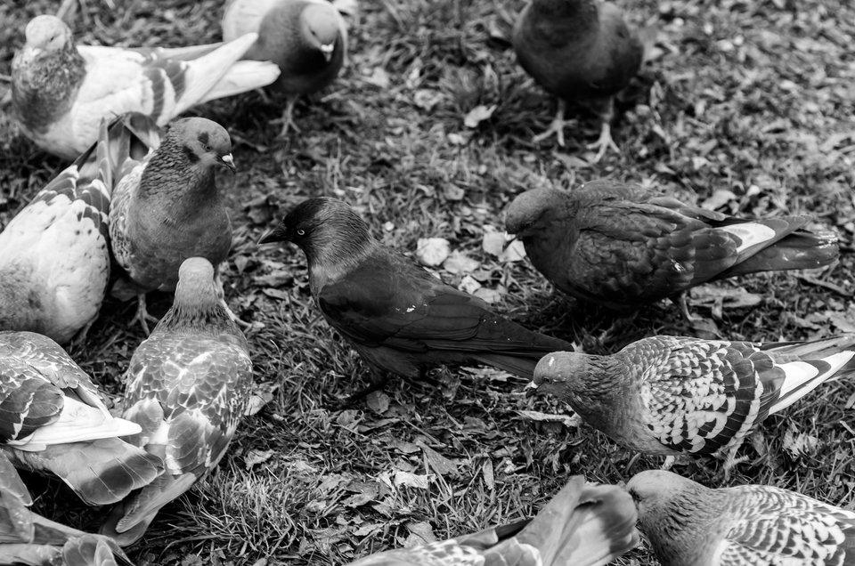 Nie z tej bajki - mystic