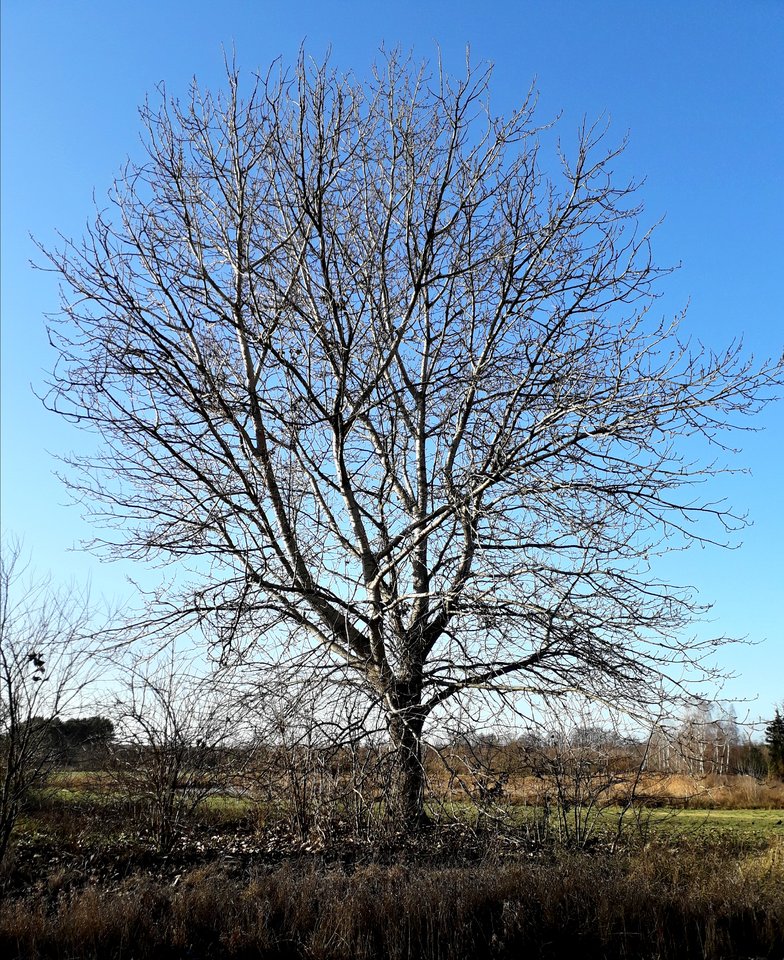 20181205_134702.jpg - Alien65