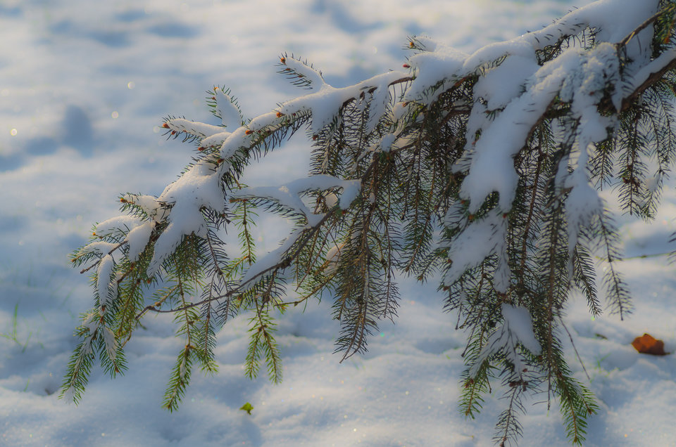 Się jakoś tak świątecznie porobiło - mystic
