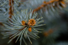 W naturalnym przybraniu