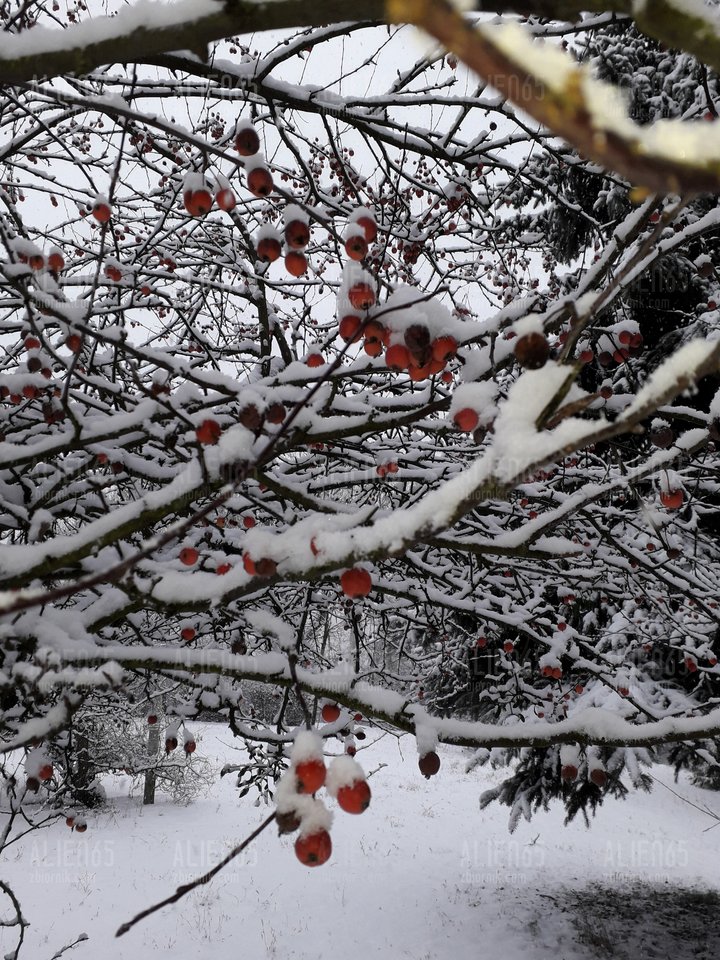 20181220_132113.jpg - Alien65