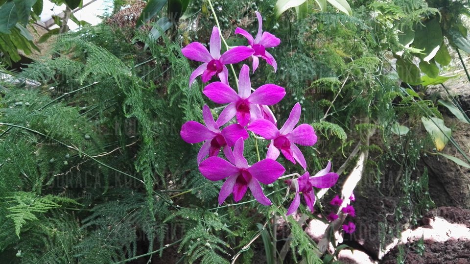 lubię kwiaty :-) - goraca_kochanka