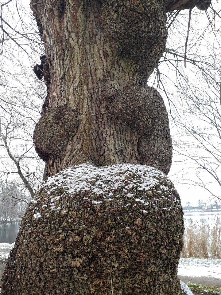 20181216_143110.jpg - Alien65