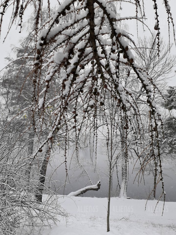 20181220_134850.jpg - Alien65