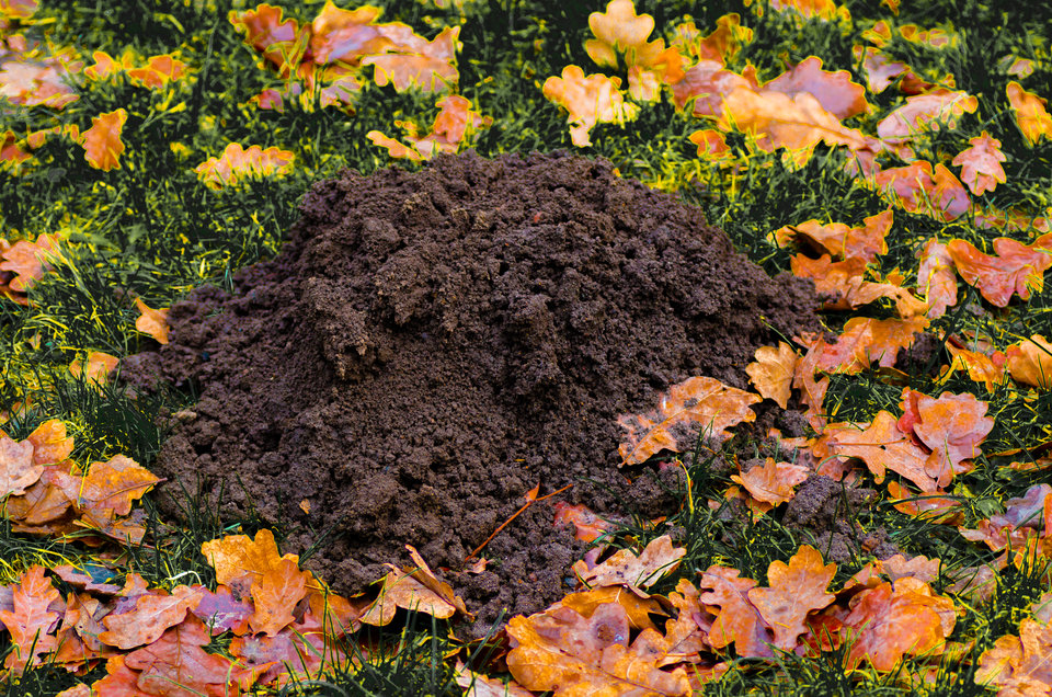 A kreciska szaleją :))) - mystic