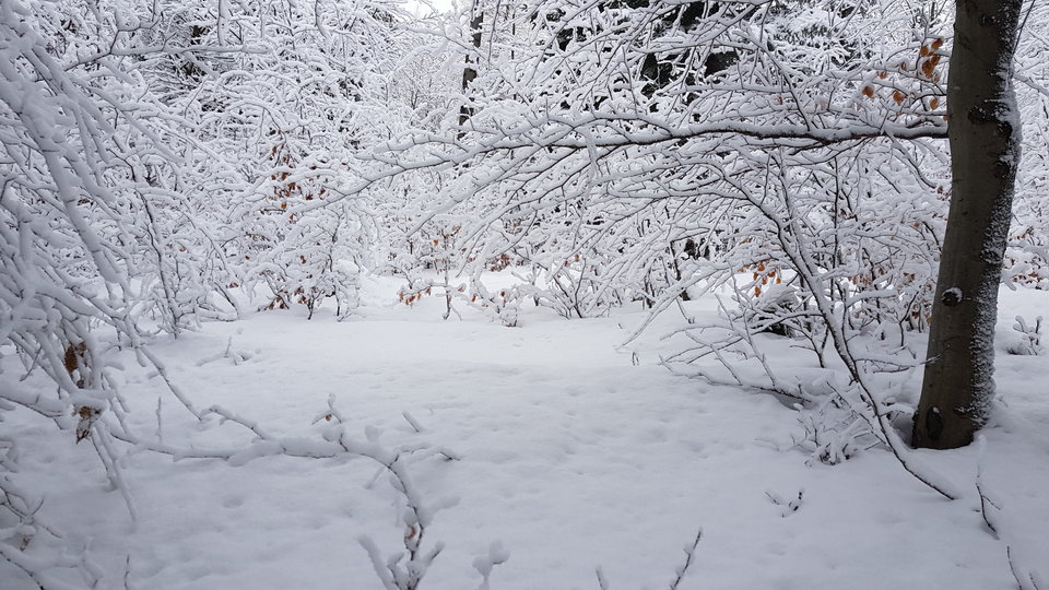 20181230_114935.jpg - CCC76