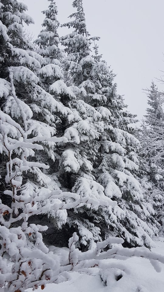 20181230_121523.jpg - CCC76